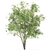 Rustic Mesquite Tree Decor 3D model small image 3