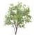 Rustic Mesquite Tree Decor 3D model small image 5