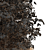 Autumnal Beauty: Realistic Ulmus changii Tree 3D model small image 4
