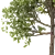 American Hornbeam: Native Hardwood Tree 3D model small image 2
