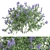 Ceanothus California Lilac: Exquisite 2013 Version 3D model small image 1