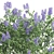 Ceanothus California Lilac: Exquisite 2013 Version 3D model small image 2