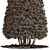 Dwarf Yaupon Holly: Compact & Colorful! 3D model small image 4