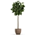 Tropical Ficus Lyrata Tree Pot 3D model small image 2