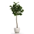 Tropical Ficus Lyrata Tree Pot 3D model small image 3