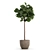 Tropical Ficus Lyrata Tree Pot 3D model small image 5