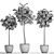 Tropical Ficus Lyrata Tree Pot 3D model small image 7