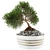 Mini Bonsai Tree - Vol. 3 3D model small image 2