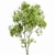 Saccharinum Tree Pack: Spring-Summer-Fall 3D model small image 6