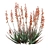 Blue Elf Aloes: Stunning 3D Model 3D model small image 2