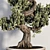 Realistic Bonsai Plant for Closeups 3D model small image 2