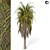 Tropical Palm Tree 3D Model 3D model small image 1