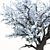 Chanticleer Trees: Elegant Pair for Your Landscape 3D model small image 4
