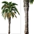 Pair of Spindle Palm Trees (Hyophorbe verschaffeltii) 3D model small image 2