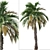 Pair of Spindle Palm Trees (Hyophorbe verschaffeltii) 3D model small image 3