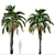 Pair of Spindle Palm Trees (Hyophorbe verschaffeltii) 3D model small image 4