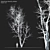 Autumn American Beech Tree - 3D Model 3D model small image 1