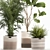 Decorative Plant Collection: Exotic Indoor Plants 3D model small image 2