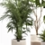 Decorative Plant Collection: Exotic Indoor Plants 3D model small image 5