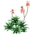 2013 Aloe Brevifolia: Unique Short Leaf Succulent 3D model small image 3