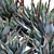 Compact Short Leaf Aloe 3D Model 3D model small image 4