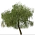 Peppermint Willow Tree Set (2 Trees) 3D model small image 6