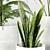 Indoor Houseplant Set: 4 Varieties 3D model small image 2