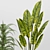 Indoor Houseplant Set: 4 Varieties 3D model small image 4