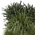 Outdoor Bush Plants Set 213 3D model small image 2