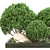 Outdoor Plant Vol. 43: 2015 Dimensional World 3D model small image 2