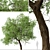 Osage Orange Tree Set (2 Trees) 3D model small image 4