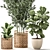 Exotic Plant Collection - Indoor & Outdoor Decorative Trees 3D model small image 4