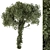 Green Maple with Ivy Trunk - Set 62 3D model small image 1