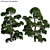 Yew Plum Pine 3D Model - Archive 3D model small image 1