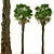 Coastal Carolina Palmetto Trees (2-Pack) 3D model small image 3