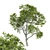 Varietal Quercus Tree: Download 3D Model 3D model small image 1