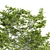 Varietal Quercus Tree: Download 3D Model 3D model small image 2