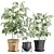 Ficus Benjamin Set: Vray & Corona Compatible 3D model small image 1