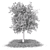 Autumn Butternut Tree 3D Model 3D model small image 3