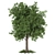 Majestic Butternut Tree Model 3D model small image 1