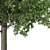  Majestic Butternut Tree Model 3D model small image 2