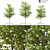 2014 Landscape Tree 5m Corona 3D model small image 2