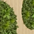 Premium Plant Collection 331: Fitowall Leaf 3D model small image 4