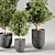 Modern Indoor Plants Collection Set 3D model small image 2