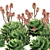 Spiral Aloe 3D Model Kit 3D model small image 5