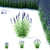 Veronica Longifolia Plant Collection 3D model small image 1