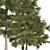 3 Cyprus Cedar Tree Models 3D model small image 2