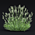 Lavender Angustifolia Flower Models 3D model small image 2