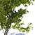 City Maple Trees with Grate 3D model small image 5