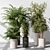 Indoor Plant Set: Tree & Pot 3D model small image 2